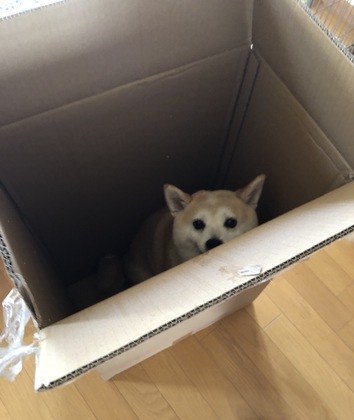 張りぼては見破られてしまう